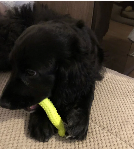 Dumbell Rubber Toy